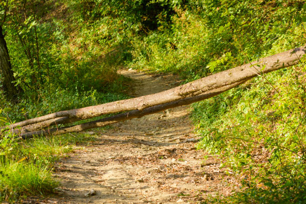 barreira do tronco da árvore caída na trilha da natureza - hurdle conquering adversity obstacle course nobody - fotografias e filmes do acervo