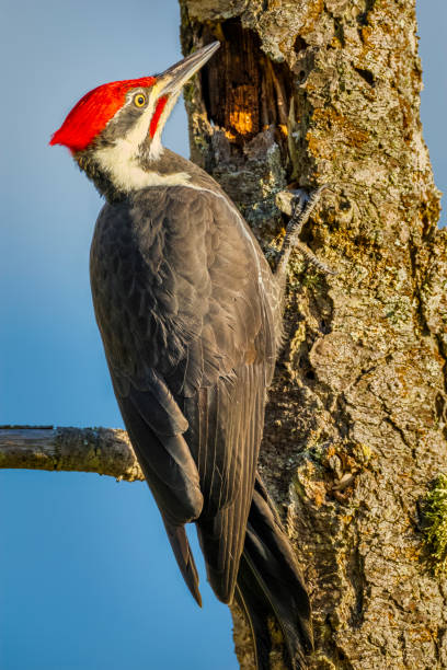 dzięcioł kumulowany - pileated woodpecker animal beak bird zdjęcia i obrazy z banku zdjęć