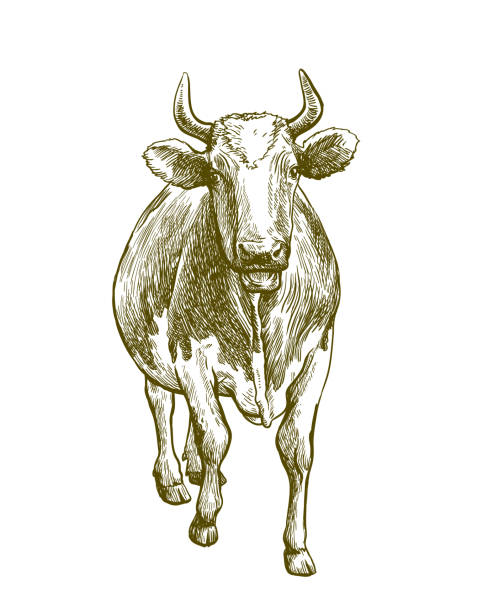1,783 Animal Husbandry Illustrations & Clip Art - iStock | Agriculture and animal  husbandry