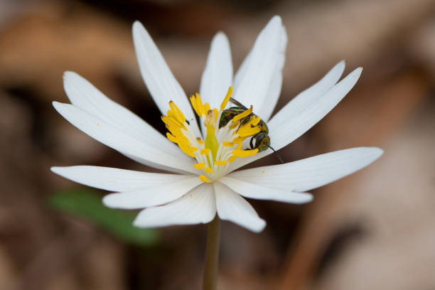 Wildflower in bloom in national park in Virginia near Washington DC.