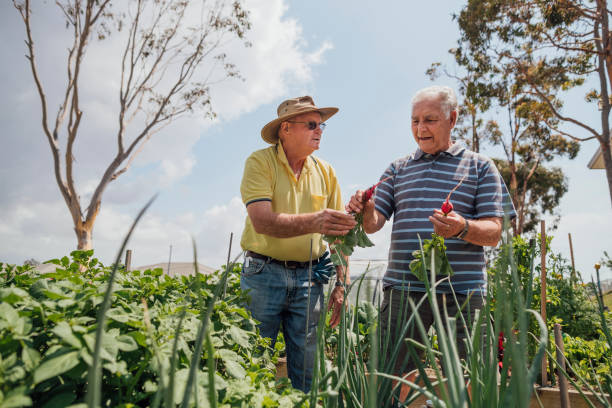 Helping Each Other Out A shot of two senior friends working together in the allotment. two heads are better than one stock pictures, royalty-free photos & images