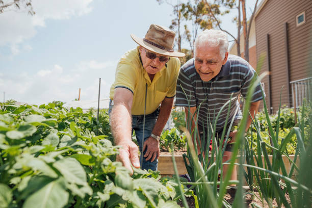 Inspecting the Plants A shot of two senior friends helping each other in the allotment. community garden stock pictures, royalty-free photos & images