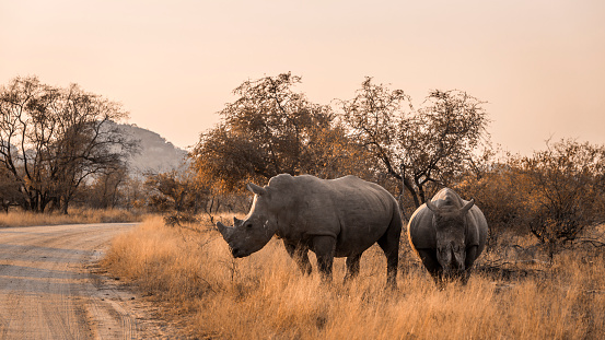 Two Southern white rhinoceros crossing safari road in Kruger National park, South Africa ; Specie Ceratotherium simum simum family of Rhinocerotidae