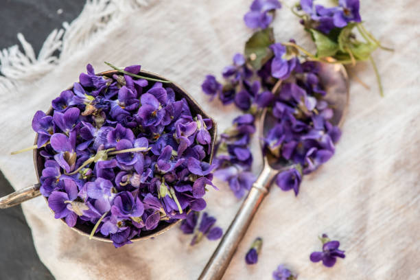 istock Violet violets flowers bloom from a spring forest. Viola odorata styled close up studio shot spring edible flowers in a glass jar used as alternative herbal tea remedy 1217407365