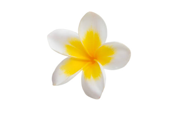 istock frangipani flower isolated 1217407857