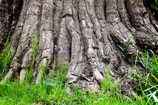 European beech in the mountain forest of the Carpathians