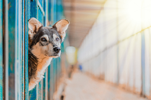 Stray hermoso perro se inclinó fuera de la jaula y mirando a los humanos. Perro abandonado en refugio y esperando a su familia photo