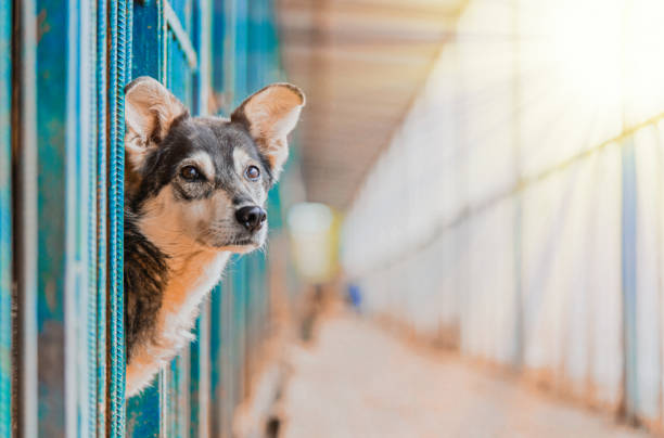 stray hermoso perro se inclinó fuera de la jaula y mirando a los humanos. perro abandonado en refugio y esperando a su familia - take shelter fotografías e imágenes de stock