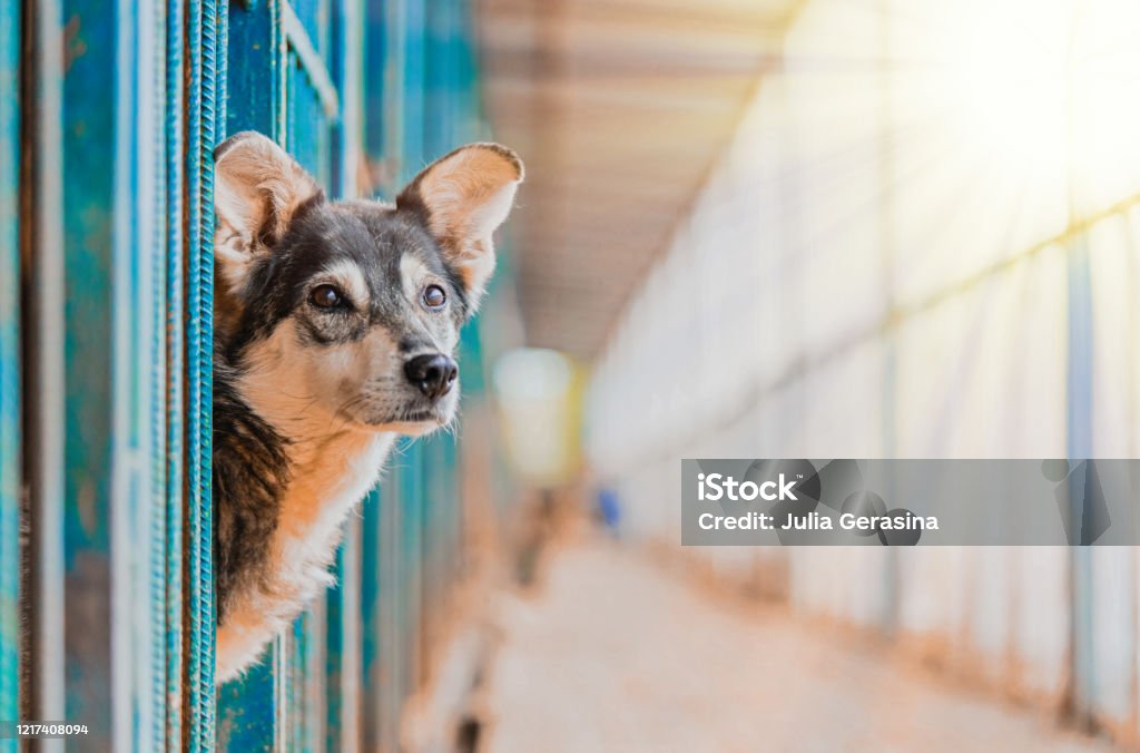 Stray Beautiful Dog Lean Out From Cage And Looking At Human. Dog Abandoned in Shelter and Waiting For His Family Stray Beautiful Dog Lean Out From Cage And Looking At Human. Dog Abandoned in Shelter and Waiting For His Family. Animal Shelter Stock Photo