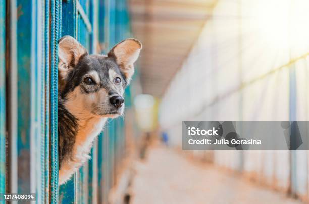 Stray Beautiful Dog Lean Out From Cage And Looking At Human Dog Abandoned In Shelter And Waiting For His Family Stock Photo - Download Image Now