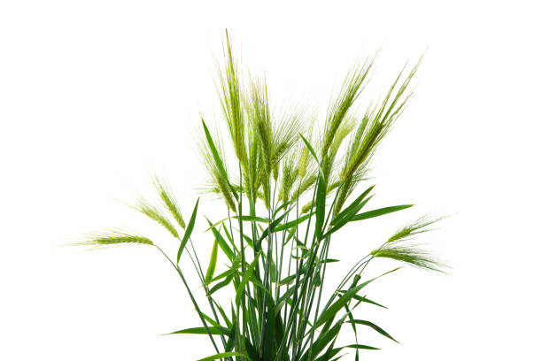 istock green ears of wheat isolated 1217408111