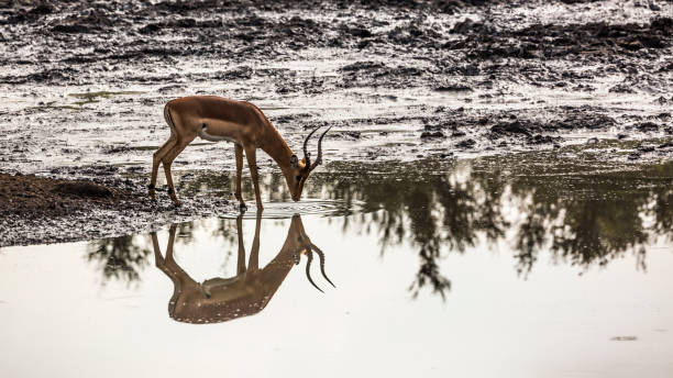 impala commune dans le parc national de kruger, afrique du sud - kruger national park panoramic gazelle impala photos et images de collection