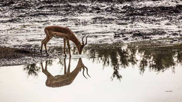 общие impala в национальном парке крюгера, южная африка - kruger national park panoramic gazelle impala стоковые фото и изображения