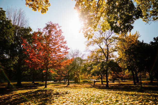 Autumn sun begins to set in Queens Park, Toronto.