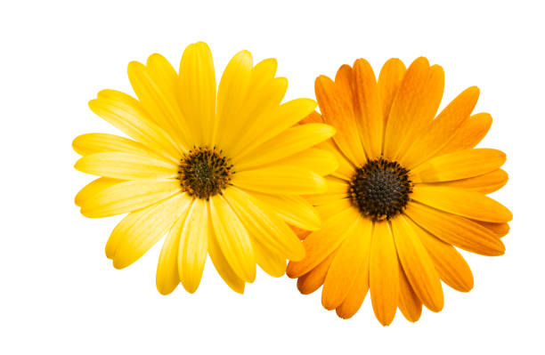 Osteosperumum Flower Daisy Isolated on White Background. Macro Closeup