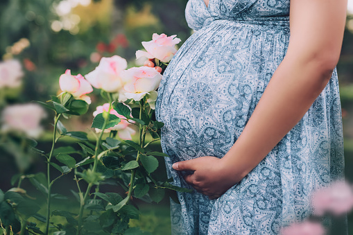 Pregnant woman in a rose garden. Cropped close up portrait of a big belly with baby in it.
