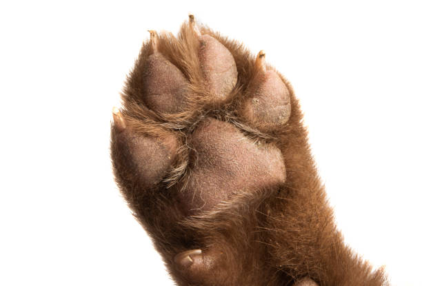 istock puppy paw isolated 1217410803