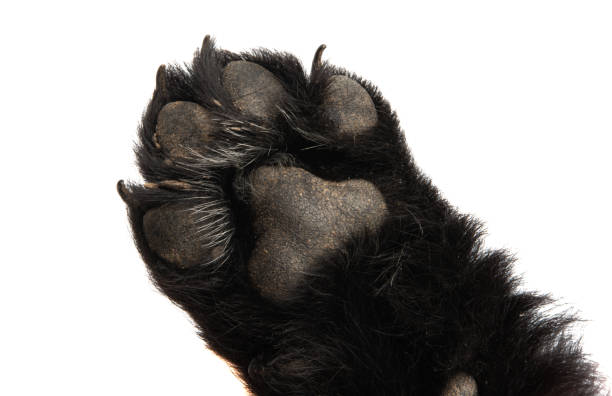 istock puppy paw isolated 1217410889