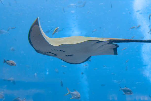 istock Sting ray swimming underwater. The short-tail stingray or smooth stingray (Bathytoshia brevicaudata) is a common species of sting-ray in the family Dasyatidae. Atlantis, Sanya, Hainan, China. 1217411065