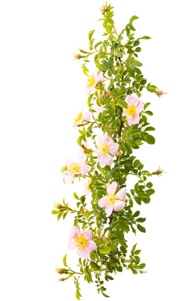 istock rose hips flowers isolated 1217411233