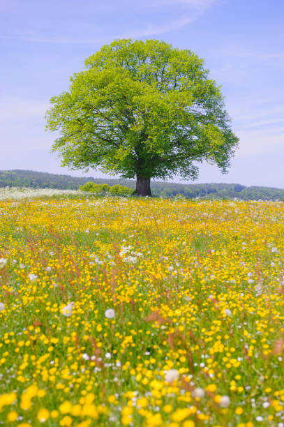 春の草原の単一のリンデンの木 - non urban scene landscaped clear sky germany ストックフォトと画像