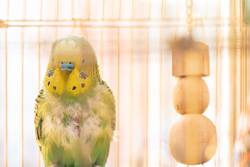 Domestic budgy parrot in cage, poultry with a health problem after moulting. A green Budgerigar with plucked breast, without feathers.