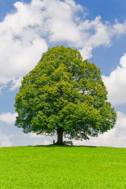 istock single big linden tree in field with perfect treetop 1217412596