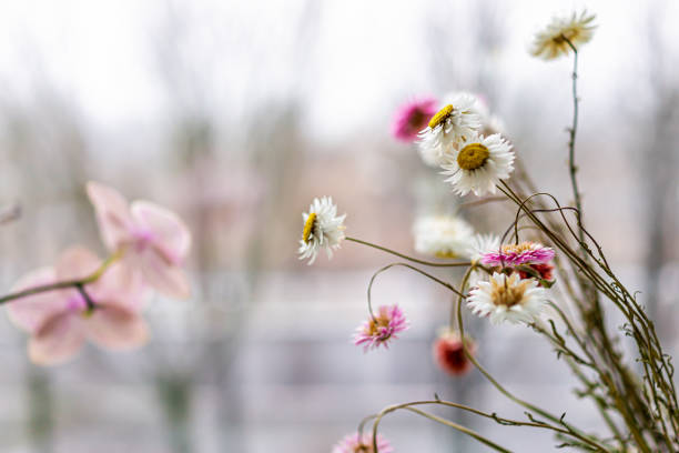 窓から冬の景色を眺めた乾燥したデイジーブーケで窓辺の植木鉢に白と紫の蘭の花の背景 - 18628 ストックフォトと画像