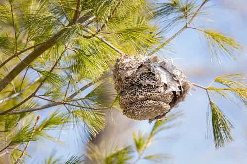 Wasps' nest hanging on a pine tree branch
