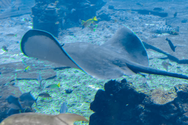 istock Sting ray swimming underwater. The short-tail stingray or smooth stingray (Bathytoshia brevicaudata) is a common species of sting-ray in the family Dasyatidae. Atlantis, Sanya, Hainan, China. 1217412887