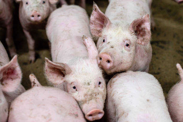 istock Group of pigs in a farm 1217413901