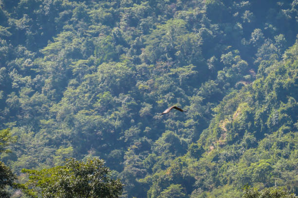 istock Ghermu - A bird roaming free in Himalayan valley 1217414964