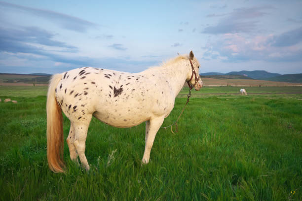 istock White horse on a green field. 1217415076