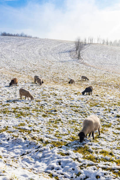 istock Sheep in Orlicke hory, Eastern Bohemia, Czech Republic 1217415235
