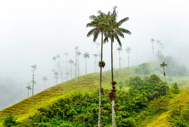 Wax Palm Trees, Cocora Valley, Colombia Wax Palm Trees (Ceroxylon quindiuense), the highest in the world, in the mist of the Cocora Valley near Salento and Armenia, Colombia. This type of tree also appears in Ecuador and Northern Peru. armenia country stock pictures, royalty-free photos & images
