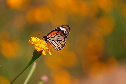 monarch butterfly feeding juice on marigold flowers in formal garden