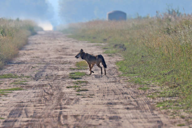 istock Wild red wolf at Alligator River Natoinal Wildlife Refuge NC 1217418444