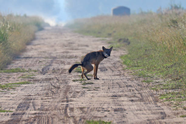 istock Wild red wolf at Alligator River Natoinal Wildlife Refuge NC 1217418445