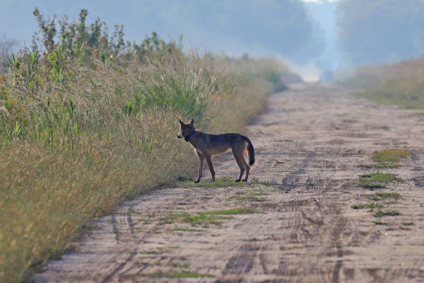 Wild red wolf at Alligator River Natoinal Wildlife Refuge NC