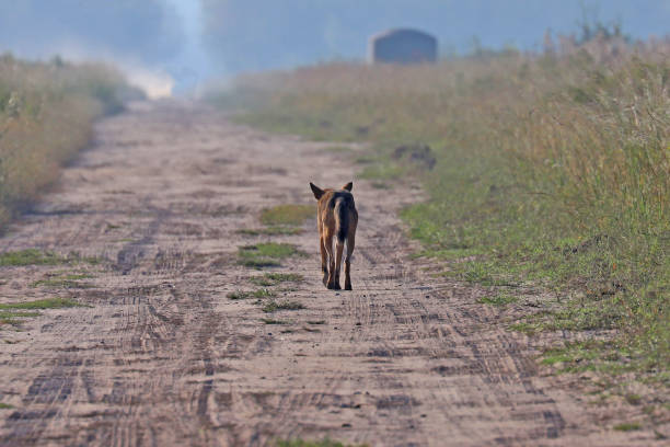 istock Wild red wolf at Alligator River Natoinal Wildlife Refuge NC 1217418455