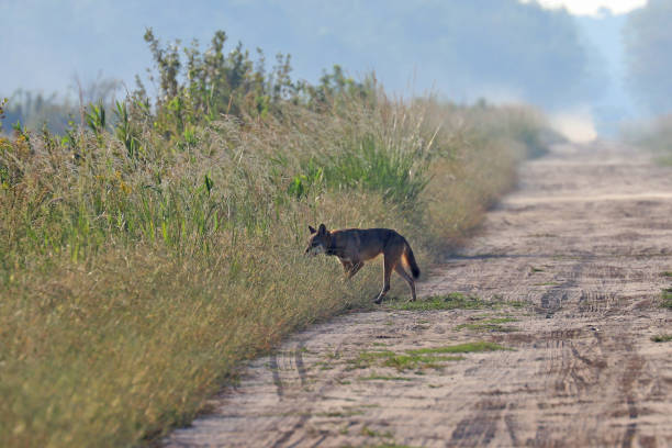 istock Wild red wolf at Alligator River Natoinal Wildlife Refuge NC 1217418488