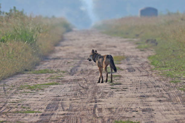 istock Wild red wolf at Alligator River Natoinal Wildlife Refuge NC 1217418497