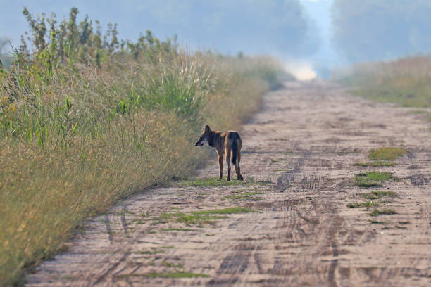 istock Wild red wolf at Alligator River Natoinal Wildlife Refuge NC 1217418500