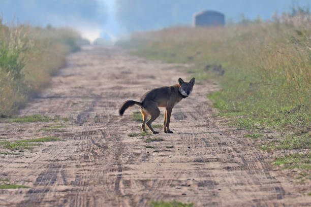 istock Wild red wolf at Alligator River Natoinal Wildlife Refuge NC 1217418509