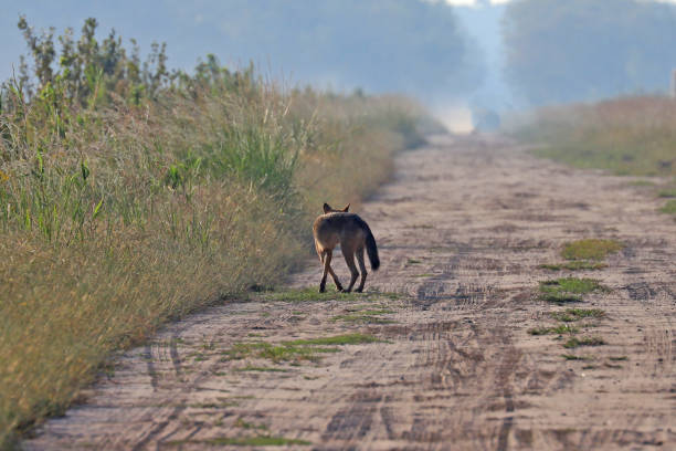 istock Wild red wolf at Alligator River Natoinal Wildlife Refuge NC 1217418522