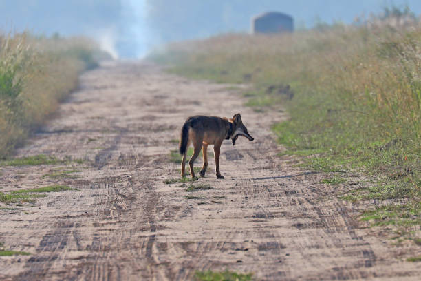 istock Wild red wolf at Alligator River Natoinal Wildlife Refuge NC 1217418530
