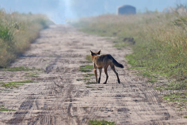 istock Wild red wolf at Alligator River Natoinal Wildlife Refuge NC 1217418533