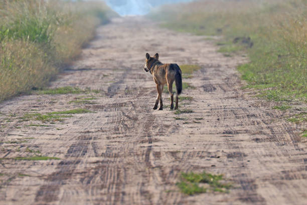 istock Wild red wolf at Alligator River Natoinal Wildlife Refuge NC 1217418541