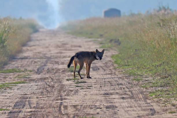 istock Wild red wolf at Alligator River Natoinal Wildlife Refuge NC 1217418543