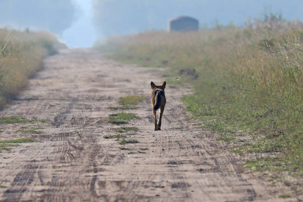 istock Wild red wolf at Alligator River Natoinal Wildlife Refuge NC 1217418564